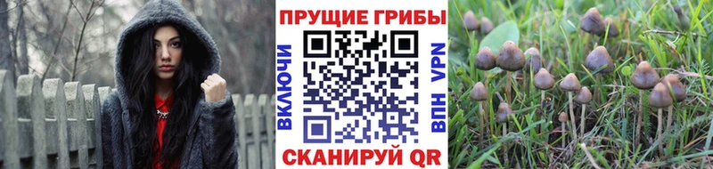 Псилоцибиновые грибы прущие грибы  shop телеграм  Стародуб 